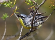 6S3A3790Kirtland's_Warbler