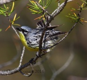 6S3A3791Kirtland's_Warbler
