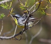 6S3A3792Kirtland's_Warbler
