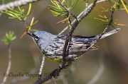 6S3A3795Kirtland's_Warbler