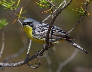 6S3A3801Kirtland's_Warbler