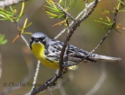 6S3A3802Kirtland's_Warbler