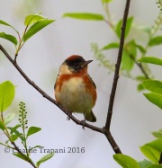 6S3A3924Bay-Breasted_Warbler