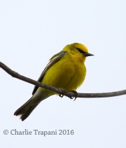6S3A3990Blue-Winged_Warbler