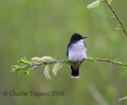 6S3A4005Eastern_Kingbird