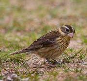 6S3A4007Rose-breasted_Grosbeak