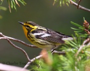 6S3A4040Blackburnian_Warbler