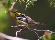 6S3A4047Blackburnian_Warbler