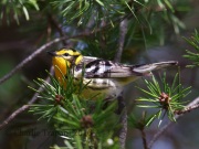 6S3A4054Blackburnian_Warbler