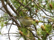 6S3A4086Tennessee_Warbler
