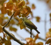6S3A4184Tennessee_Warbler