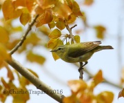 6S3A4186Tennessee_Warbler
