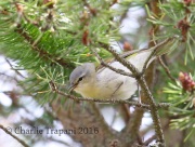 6S3A4204Tennessee_Warbler