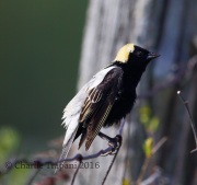 6S3A4299Bobolink
