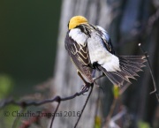 6S3A4312Bobolink