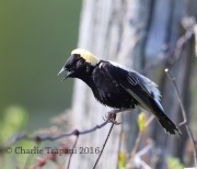 6S3A4319Bobolink