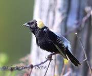 6S3A4326Bobolink