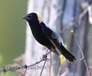 6S3A4330Bobolink