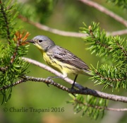 6S3A4332Female_Kirtland's_Warbler