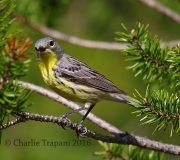 6S3A4334Female_Kirtland's_Warbler