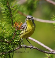 6S3A4336Female_Kirtland's_Warbler
