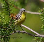 6S3A4338Female_Kirtland's_Warbler