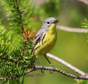 6S3A4345Female_Kirtland's_Warbler