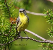 6S3A4349Female_Kirtland's_Warbler