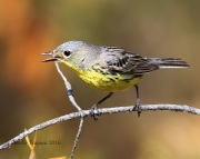 6S3A4359Female_Kirtland's_Warbler_HiRes