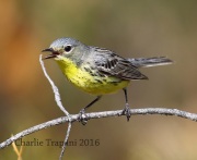 6S3A4363Female_Kirtland's_Warbler