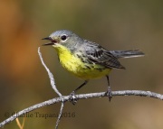 6S3A4367Female_Kirtland's_Warbler