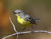 6S3A4370Female_Kirtland's_Warbler