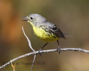 6S3A4371Female_Kirtland's_Warbler