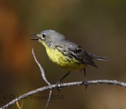 6S3A4372Female_Kirtland's_Warbler