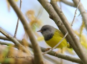 6S3A4404Mourning_Warbler