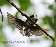 6S3A4422Mating_Tree_Swallows