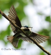 6S3A4423Mating_Tree_Swallows