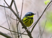 6S3A4437Magnolia_Warbler