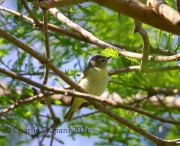 6S3A4487Philadelphia_Vireo