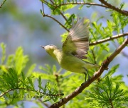 6S3A4502Philadelphia_Vireo