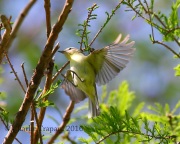 6S3A4503Philadelphia_Vireo