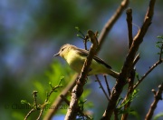 6S3A4504Philadelphia_Vireo