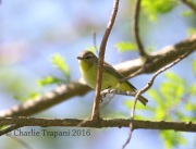 6S3A4533Philadelphia_Vireo