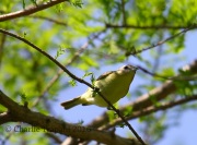 6S3A4560Philadelphia_Vireo