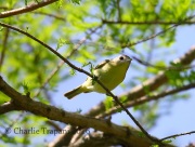 6S3A4562Philadelphia_Vireo