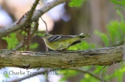 6S3A4644Female_Bay-Breasted_Warbler