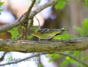 6S3A4645Female_Bay-Breasted_Warbler