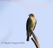 6S3A4857Olive-Sided_Flycatcher