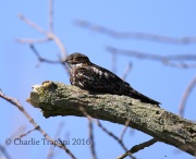 6S3A4942Common_Nighthawk