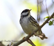 6S3A4953Blackpoll_Warbler